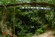 Nature Walk