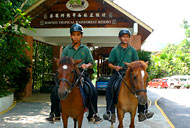 Pony Ride