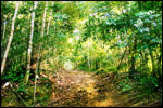 Open up your ears and listen to the sounds of the bug’s life and wild jungle birds in this cool rainforest.