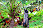 Resort own produces “Free Range Kampung Chicken”.  Enjoy this delectable chicken dish at our restaurants.