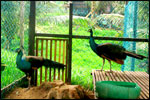 An educational treat for the kids to learn about domestic animals in the domestic farm.