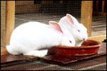 An educational treat for the kids to learn about domestic animals in the domestic farm.