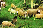 An educational treat for the kids to learn about domestic animals in the domestic farm.
