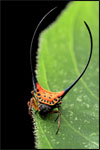 The striking Long-horned Orb Weaver (Gasteracantha arcuata) builds its web amid branches of the rainforest understory.  The purpose of the unusual long spines on its abdomen are still unknown.