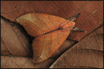 Without camouflage, many insects in the rainforest would be quickly eaten by predators.  This moth (Gangarides rosea) provides a convincing appearance of a dead leaf.
