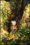 In an effort to a mate, a male Bornean Tree Hole Frog (Metaphrynella sundana) calls from a water-filled cavity high in a rainforest tree.