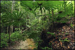 Lambir Hills National Park supports an exceptional diversity of small palms, such as this fan palm (Licuala sp.), many of which are specialized for capturing the dim light of the rainforest understory.