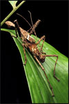 A giant spiny stick insect (Haaniella echinata) emerges at night to feed on leaves of the rainforest understory.