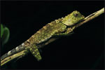 The Bornean Forest Dragon (Gonocephalus borneensis) is an arboreal lizard and active by day.  It feeds on ants and spiders.