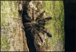 After nightfall, an arboreal tarantula (Cyriopagopus sp.) waits outside of its tree-hole home for unsuspecting insects to venture within reach.
