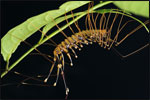 Many unusual inhabitants of the rainforest can only be observed at night.  This centipede (Scutigera sp.) is a nocturnal predator of insects.