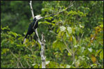 The Asian Black Hornbill (Anthracoceros malayanus) is one of several species found at Lambir Hills National Park.