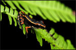 The chirping call of the Striped Stream Frog (Hylarana signata) is commonly heard along waterways in lowland forest.  Although the adults live along banks of creeks and rivers, juvenile froglets such as the one pictured here, dwell on the forest floor until they have grown to a larger size.