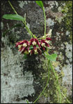 A tropical wax flower vine (Hoya imperialis) climbs a rainforest tree.