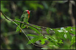 The beautiful Red-bearded Bee-eater (Nycyornis amictus) can be found frequently in the forest and clearings around the Resort.  It actively hunts for insects, capturing them in flight.  Nearly 250 species of birds have been recorded from the Lambir Hills National Park area.