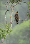 A keen-eyed Wallace's Hawk Eagle (Spizaetus nanus) keeps on the lookout for prey from its treetop perch.  This seldom-seen raptor is found in lowland rainforests where it feeds on small mammals, birds, lizards, and even bats.