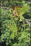 This staghorn fern (Platycerium coronarium), grows epiphytically on a tree branch high in the rainforest canopy.