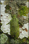 This katydid (family Tettigoniidae) utilizes its excellent camouflage to escape the attention from would-be predators.